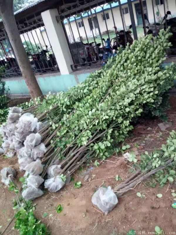 北海道黄杨图片基地实拍