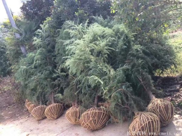 雪松图片雪松基地实拍