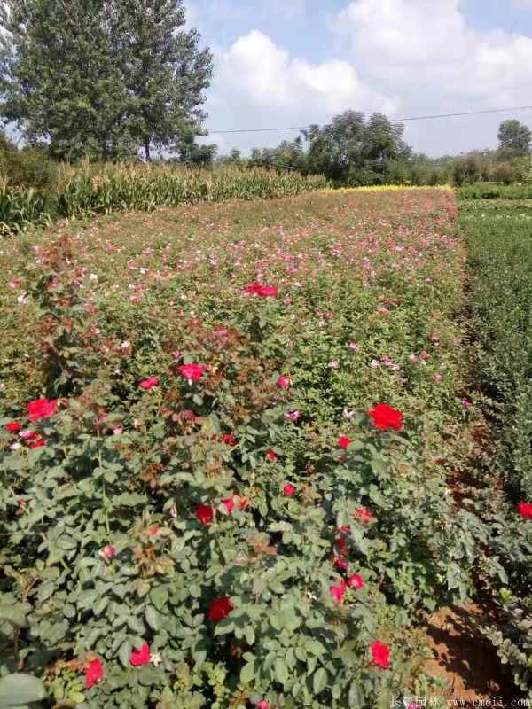 红帽月季图片基地实拍