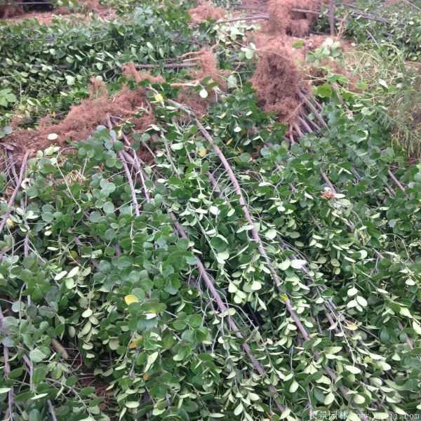 北海道黄杨图片基地实拍