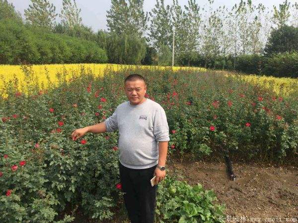 红帽月季图片基地实拍