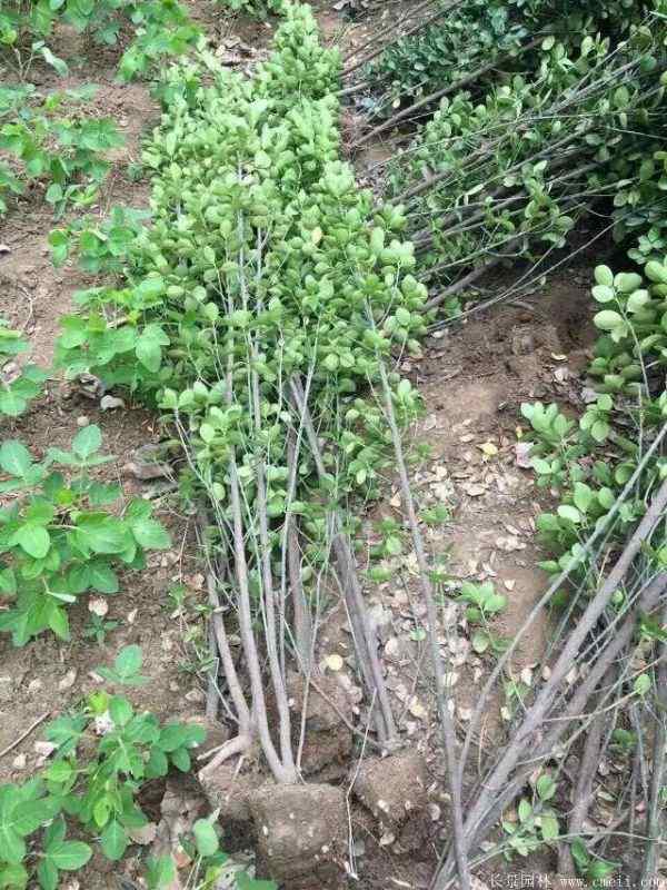 北海道黄杨图片基地实拍