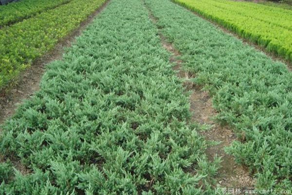 地柏图片地柏基地实拍