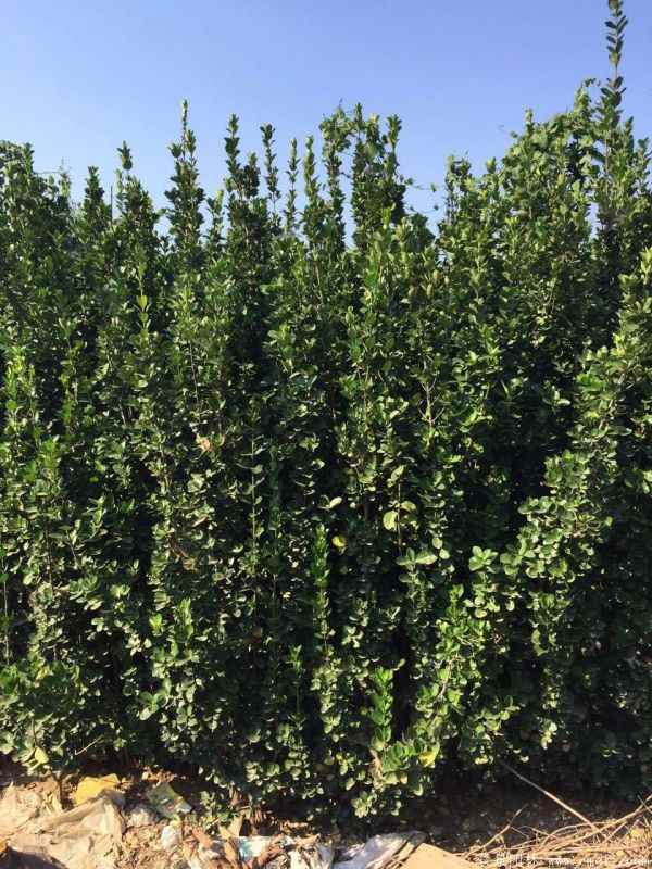 北海道黄杨图片基地实拍