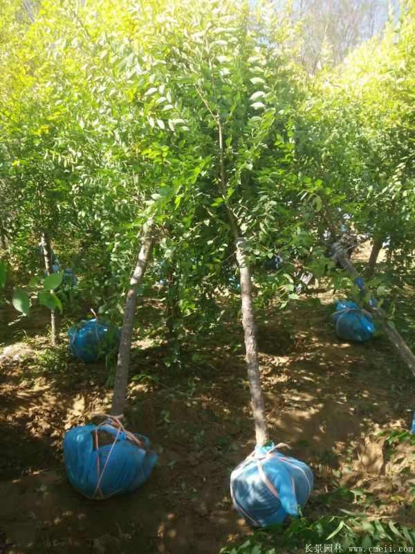 金叶榆图片金叶榆基地实拍