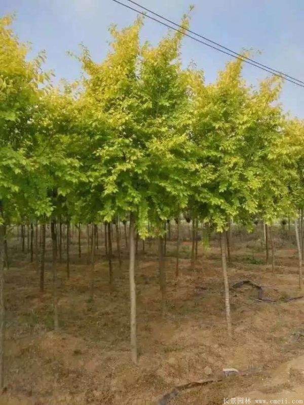 金叶榆图片金叶榆基地实拍