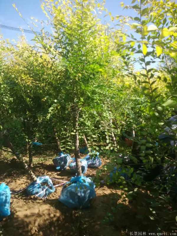金叶榆图片金叶榆基地实拍