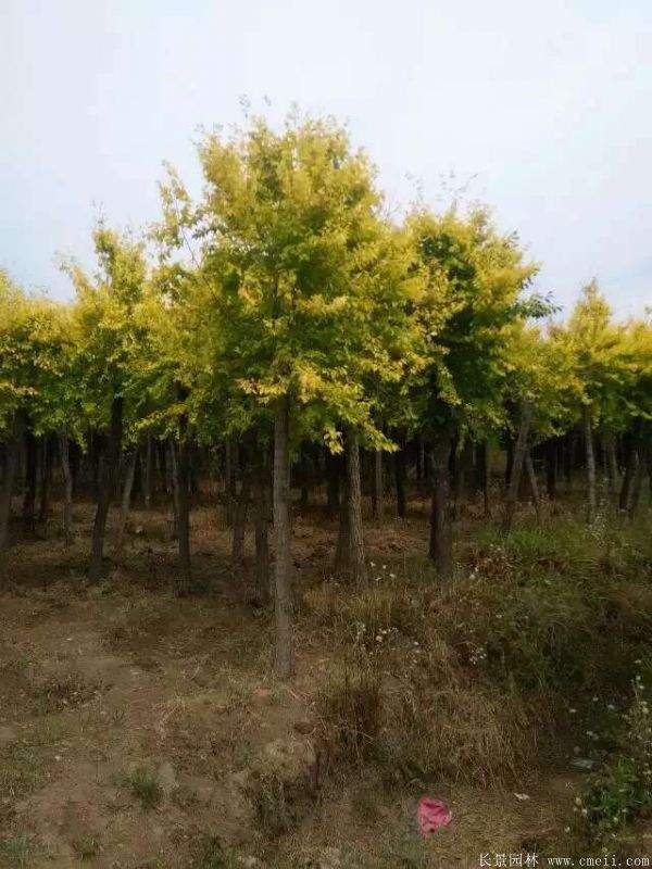 金叶榆图片金叶榆基地实拍