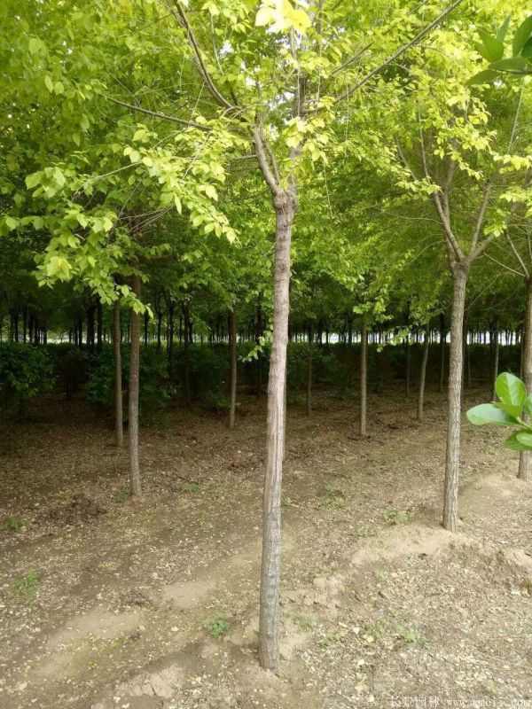 金叶榆图片金叶榆基地实拍