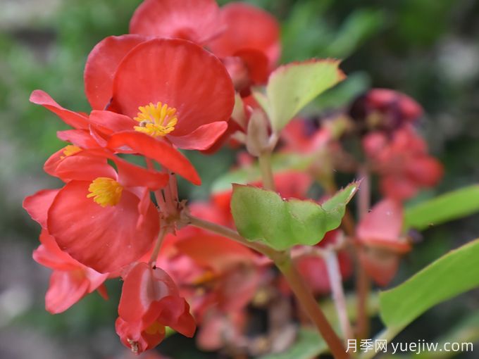 秋海棠(图2) 秋海棠品种图片(图2)