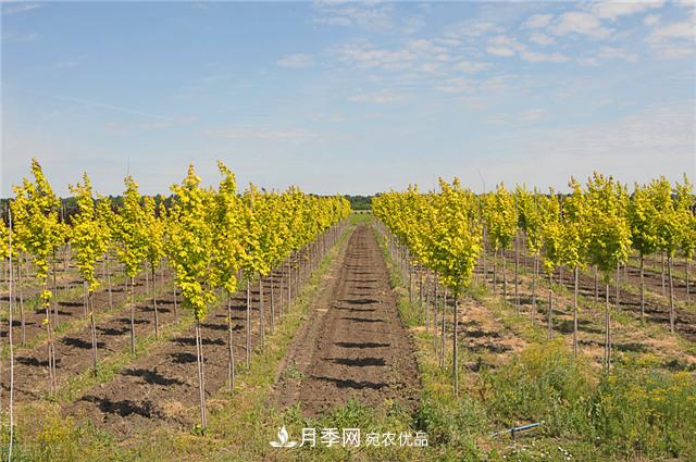 苗圃中常见病害的苗木综合防治技术要点(图2) 苗圃中常见病害的苗木综合防治技术要点(图2)