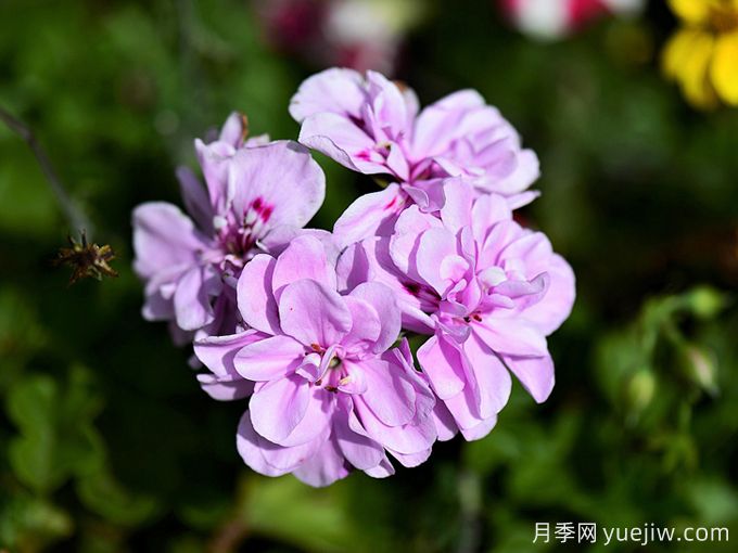 秋海棠(图3) 秋海棠品种图片(图3)