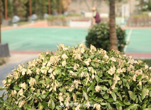 立秋后,园林养护一定要注意这4点,这样苗木才能长得好(图1) 立秋后,园林养护一定要注意这4点,这样苗木才能长得好(图1)