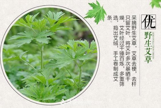 南阳艾草焕发全新的生命力(图1) 南阳艾草焕发全新的生命力(图1)