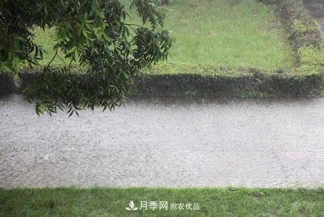 立秋后,园林养护一定要注意这4点,这样苗木才能长得好(图2) 立秋后,园林养护一定要注意这4点,这样苗木才能长得好(图2)