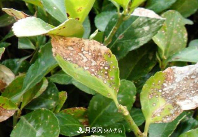 立秋后,园林养护一定要注意这4点,这样苗木才能长得好(图3) 立秋后,园林养护一定要注意这4点,这样苗木才能长得好(图3)