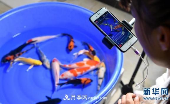 镇平县观赏鱼养殖 金鱼之乡小锦鲤游出大产业(图2) 镇平县观赏鱼养殖 金鱼之乡小锦鲤游出大产业(图2)