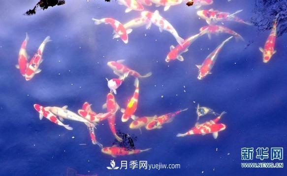 镇平县观赏鱼养殖 金鱼之乡小锦鲤游出大产业(图3) 镇平县观赏鱼养殖 金鱼之乡小锦鲤游出大产业(图3)