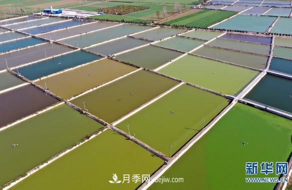 镇平县观赏鱼养殖 金鱼之乡小锦鲤游出大产业(图4) 镇平县观赏鱼养殖 金鱼之乡小锦鲤游出大产业(图4)