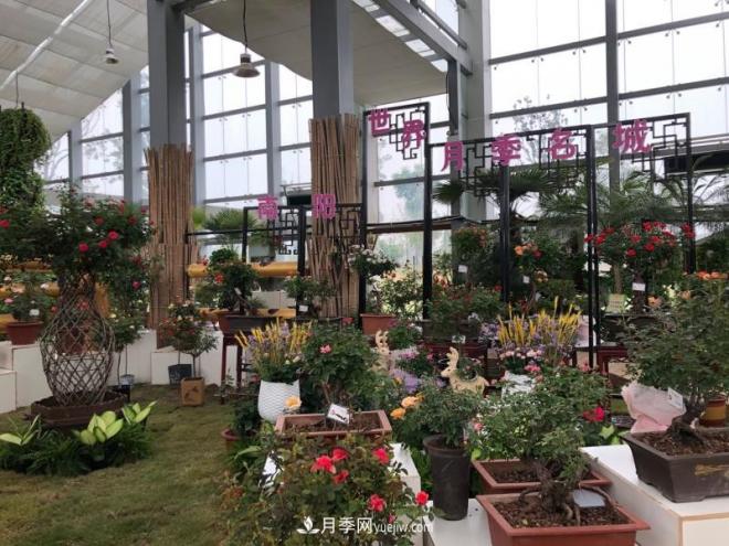 南阳月季在安徽第十届中国月季展览会上大放异彩(图2) 南阳月季在安徽第十届中国月季展览会上大放异彩(图2)