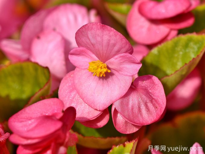 秋海棠(图1) 秋海棠品种图片(图1)