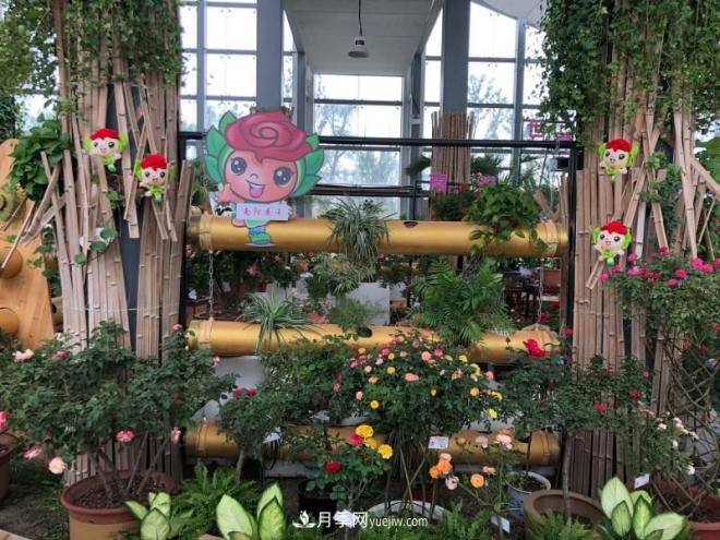 南阳月季在安徽第十届中国月季展览会上大放异彩(图4) 南阳月季在安徽第十届中国月季展览会上大放异彩(图4)