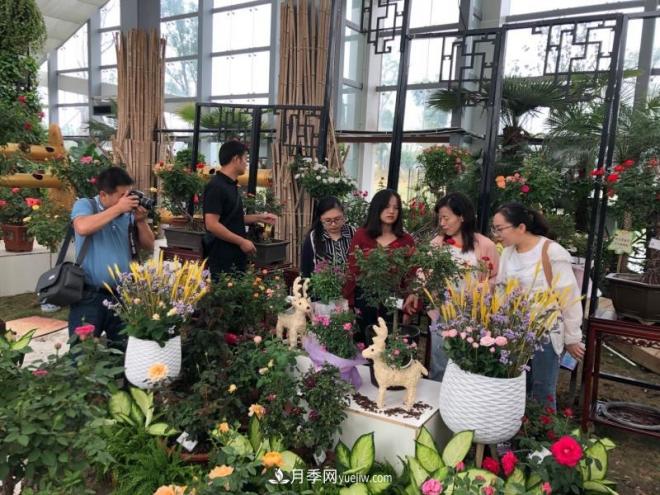 南阳月季在安徽第十届中国月季展览会上大放异彩(图3) 南阳月季在安徽第十届中国月季展览会上大放异彩(图3)