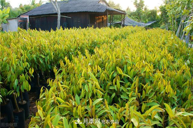 苗圃中常见病害的苗木综合防治技术要点(图1) 苗圃中常见病害的苗木综合防治技术要点(图1)