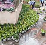 中艺源12年园林绿化施工经验 您的园林景观设计、施工、养护一站式服务商