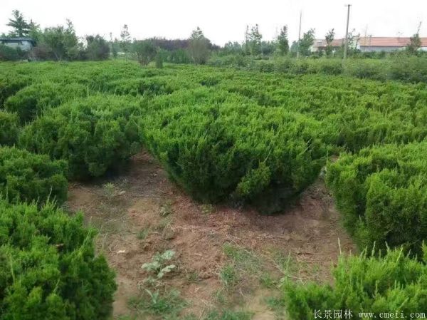 龙柏球图片龙柏球基地实拍