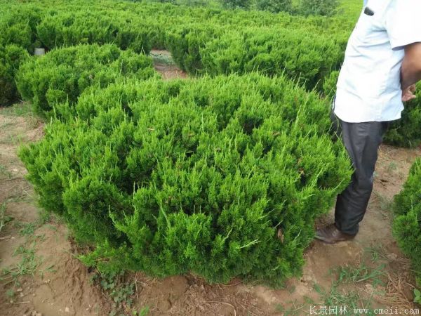 龙柏球图片龙柏球基地实拍