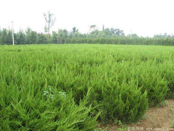 龙柏球图片龙柏球基地实拍