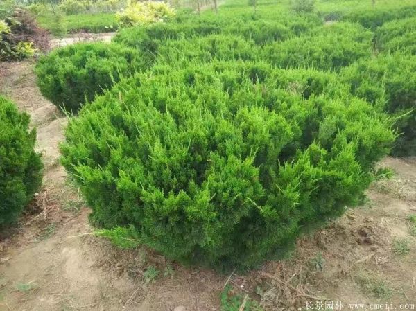 龙柏球图片龙柏球基地实拍