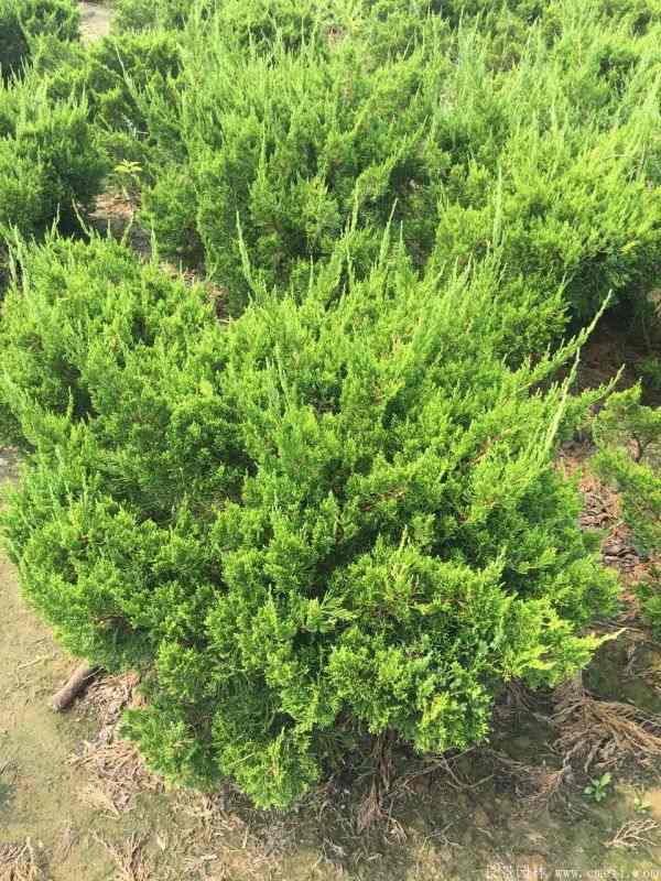 龙柏球图片龙柏球基地实拍