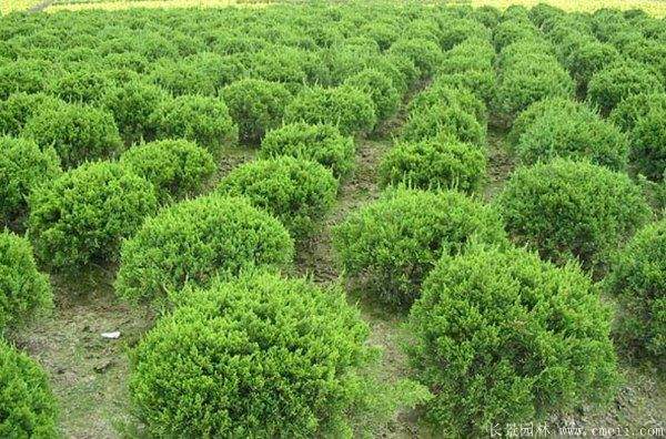 龙柏球图片龙柏球基地实拍