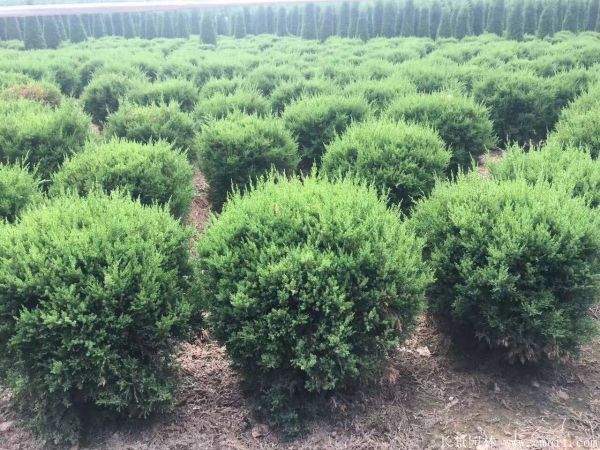 龙柏球图片龙柏球基地实拍