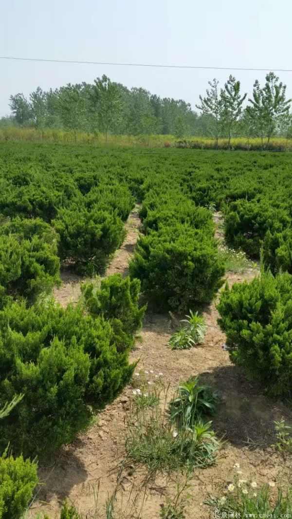 龙柏球图片龙柏球基地实拍