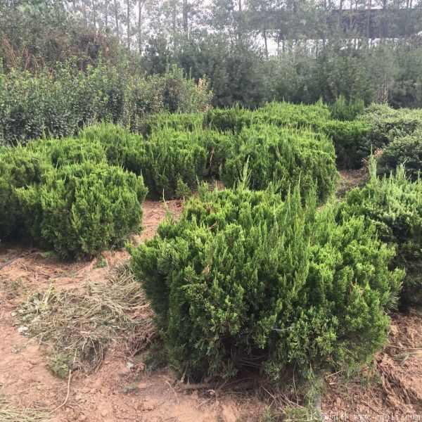 龙柏球图片龙柏球基地实拍