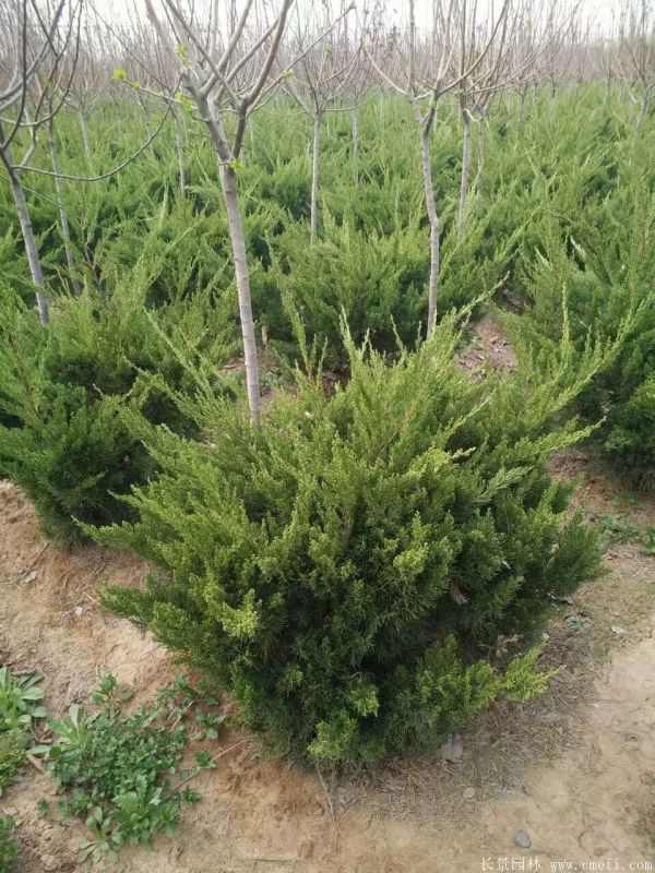 龙柏球图片龙柏球基地实拍