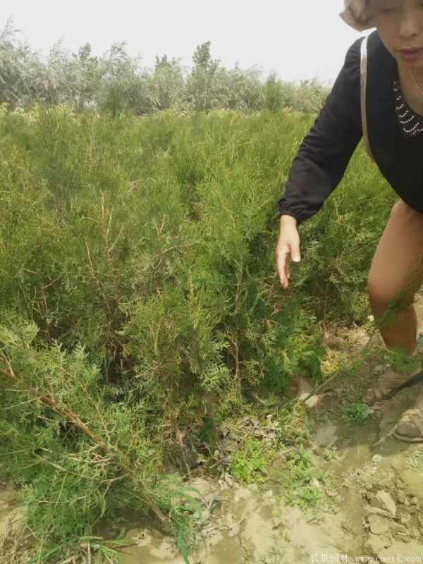 侧柏图片侧柏基地实拍