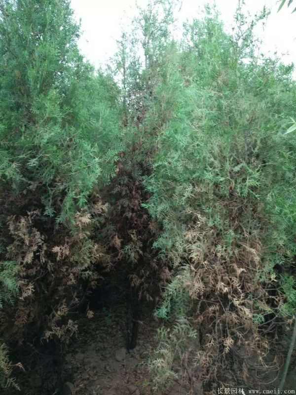 侧柏图片侧柏基地实拍