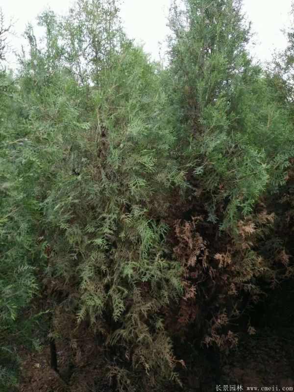 侧柏图片侧柏基地实拍