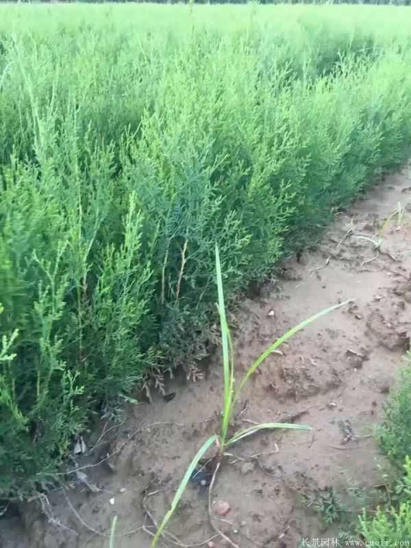 侧柏图片侧柏基地实拍