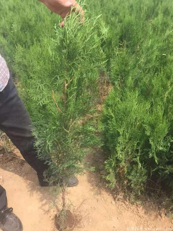 侧柏图片侧柏基地实拍