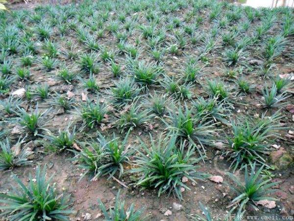 矮麦冬基地实拍图片