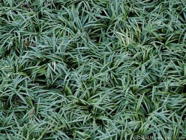 矮麦冬基地实拍图片