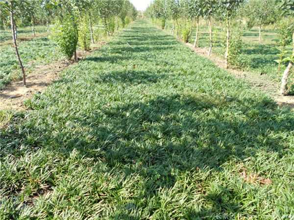 矮麦冬基地实拍图片