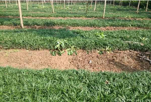 矮麦冬基地实拍图片