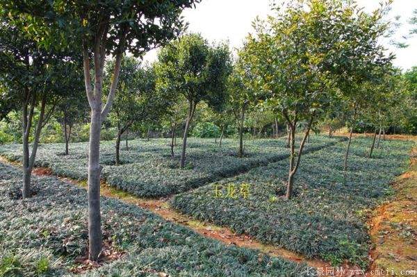 矮麦冬基地实拍图片