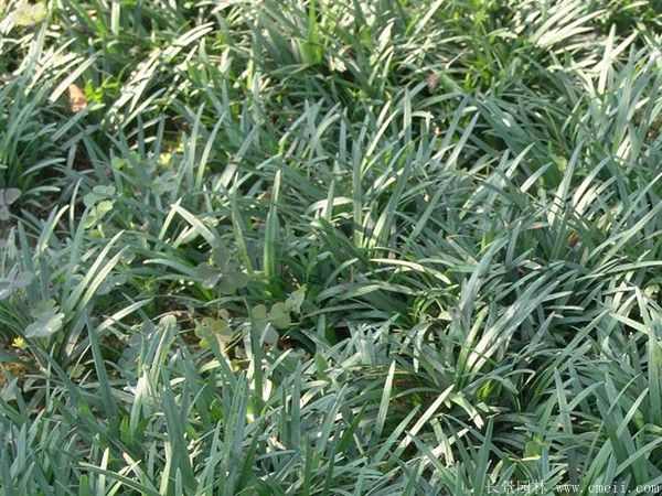 矮麦冬基地实拍图片